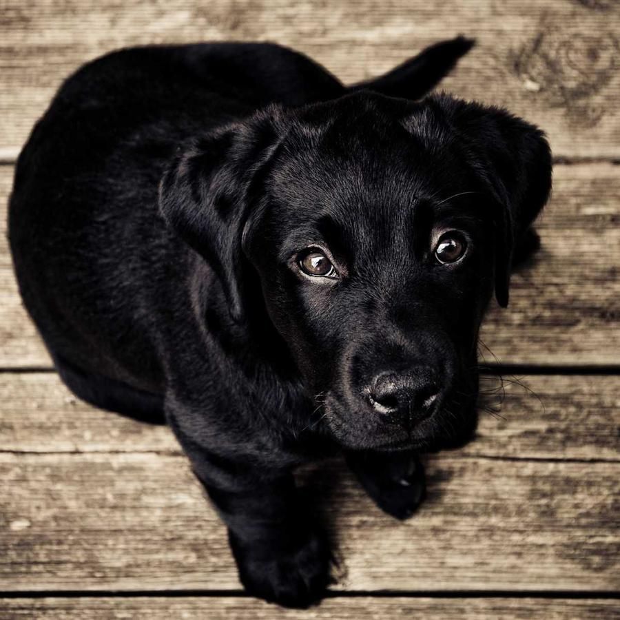 Puppy sample
